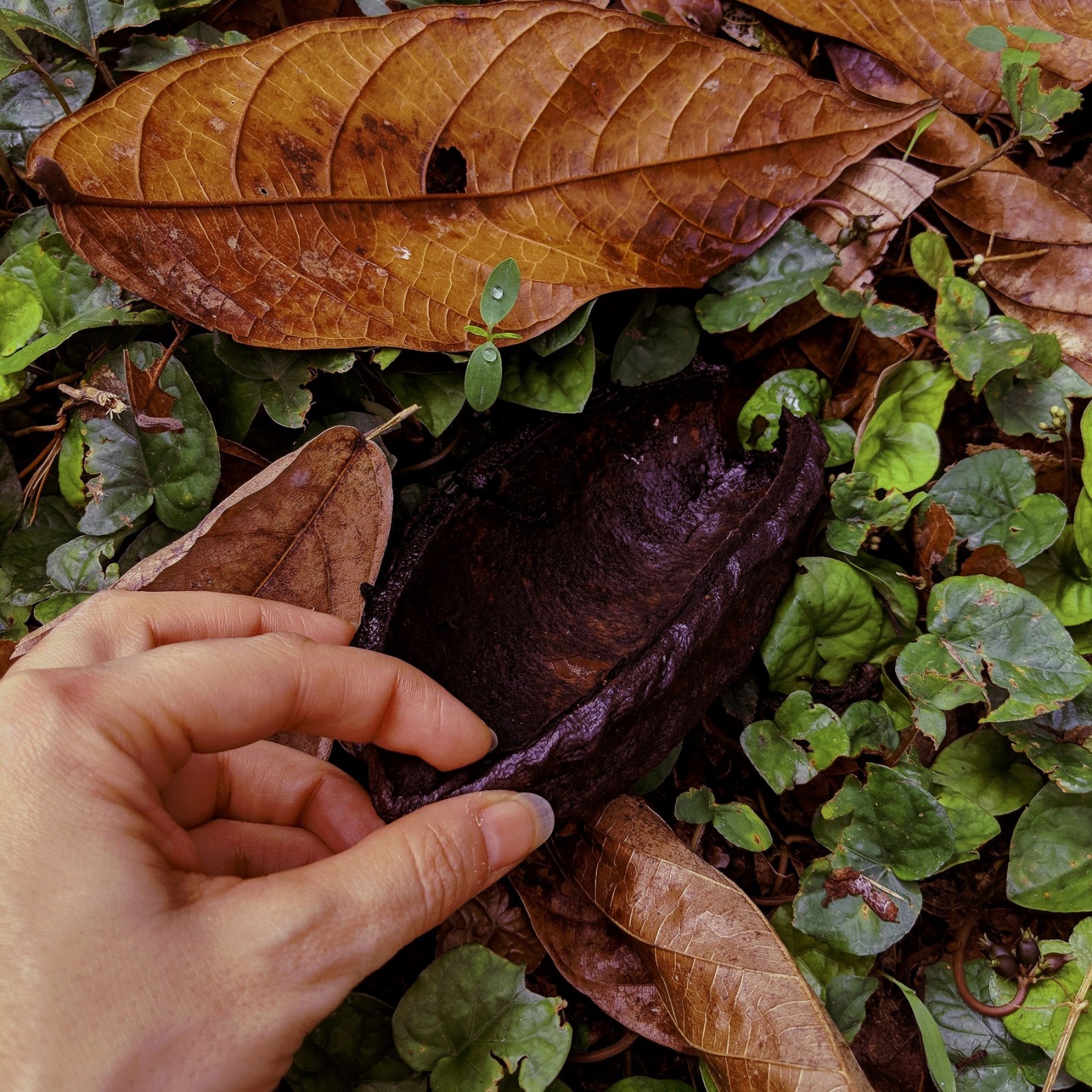 Cocoa pod shell in the soil