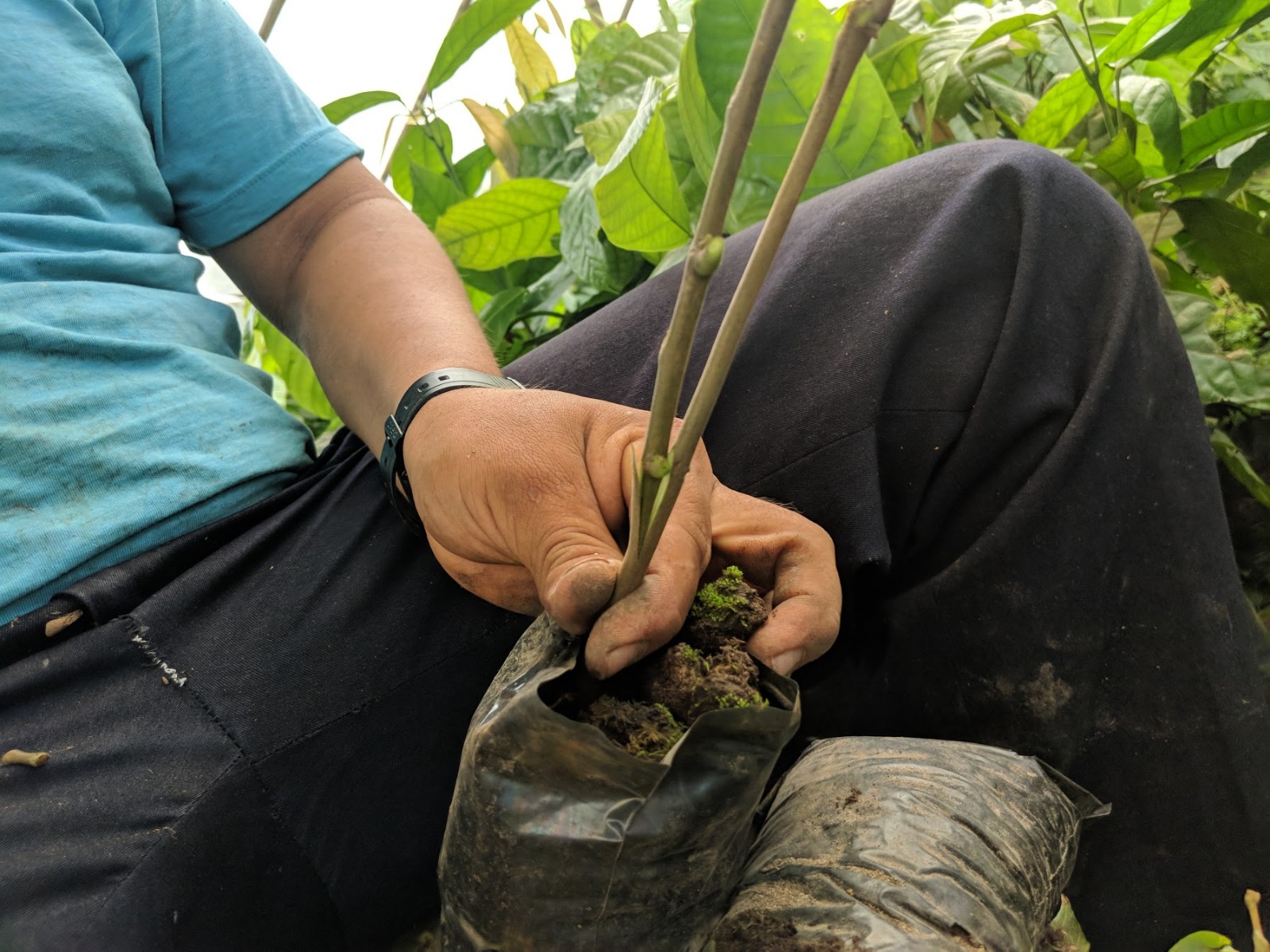 Inserting a cacao hybrid branch to a seedling