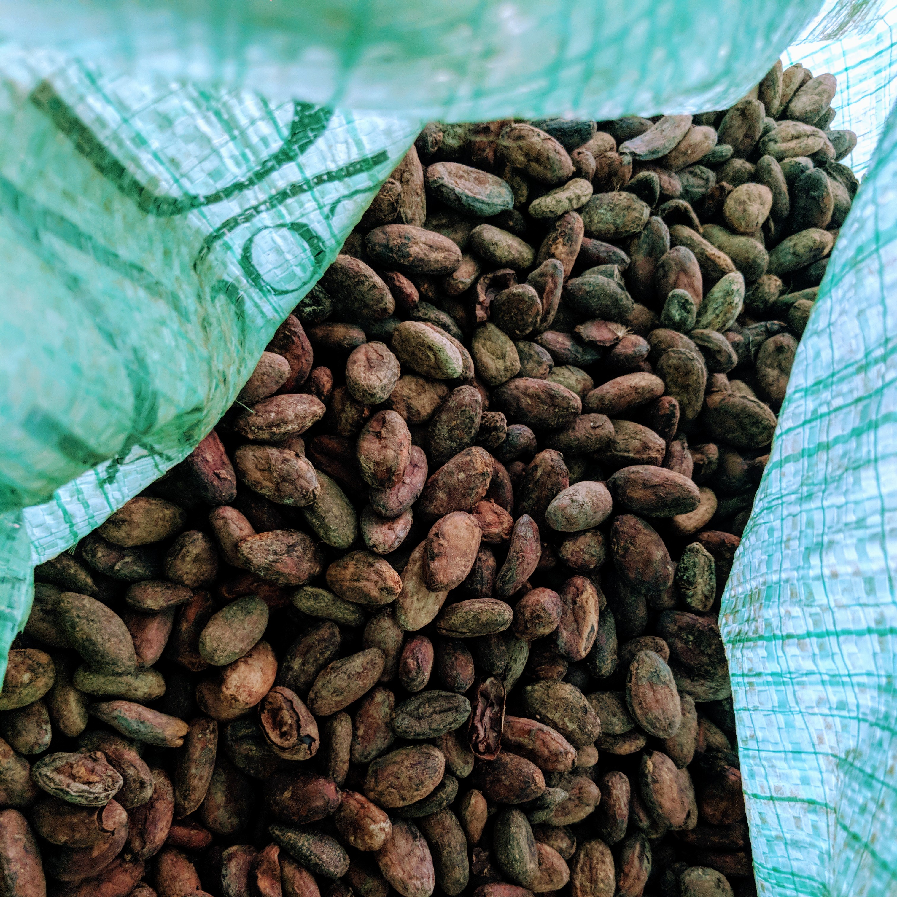 Cacao in a bag