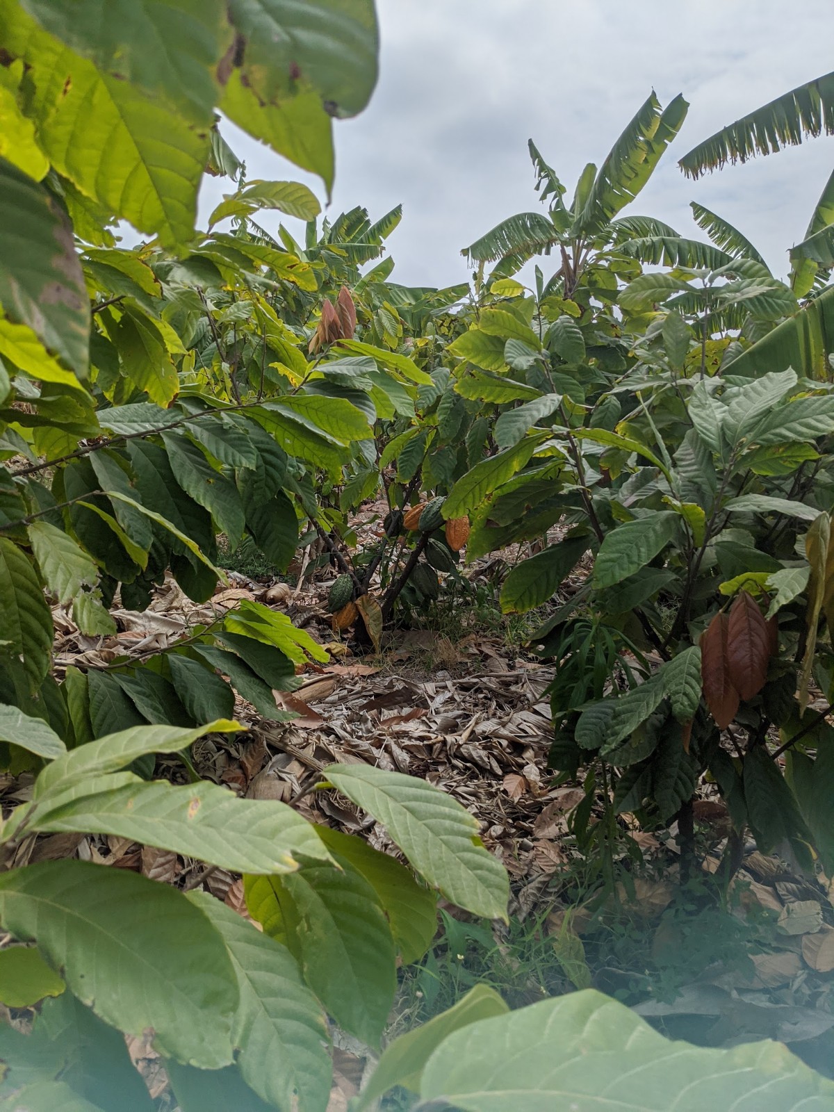 Cacao Eco plantation with Plantain