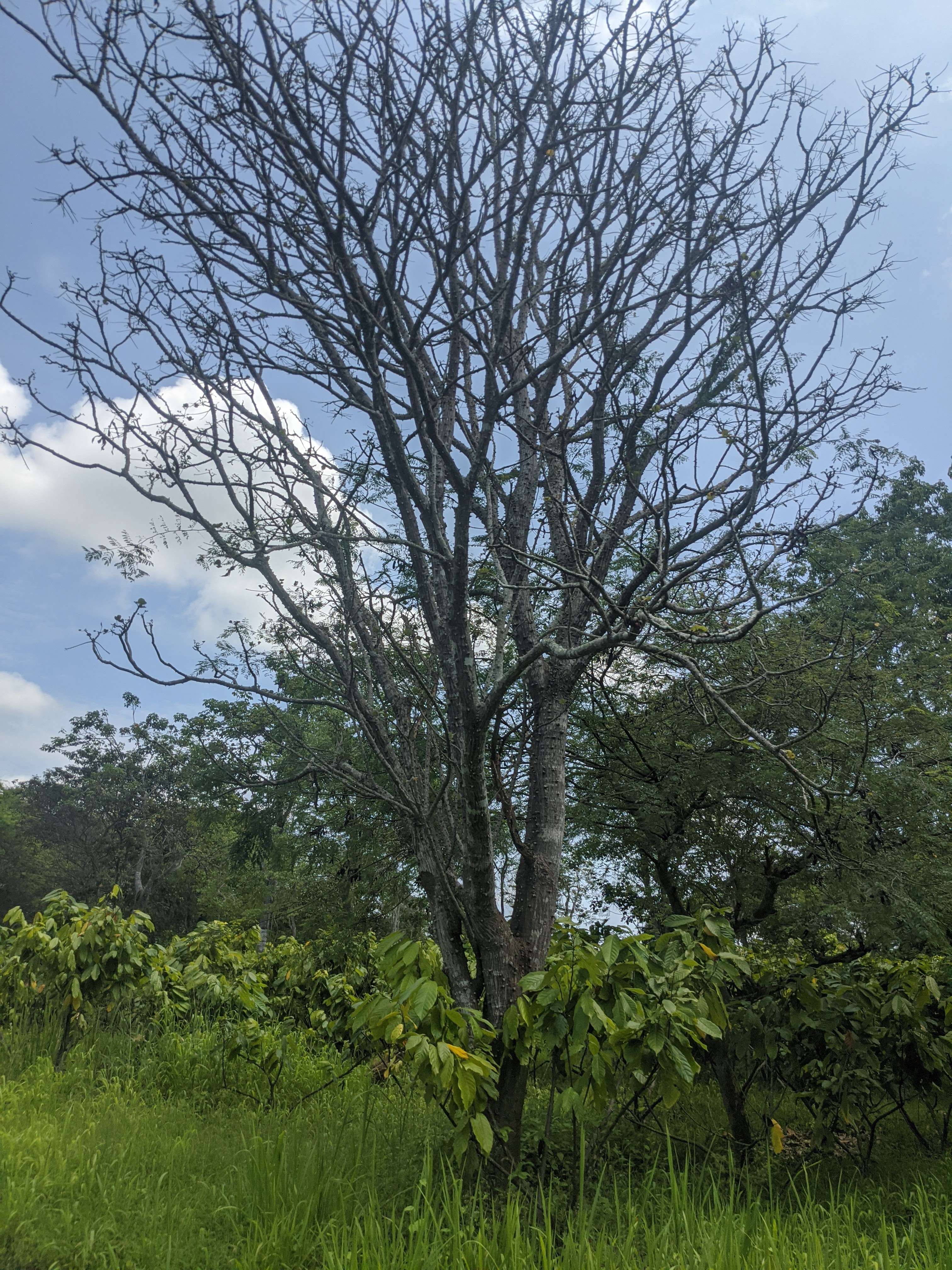 Old tree surrounded by cocoa trees to regenerate forest