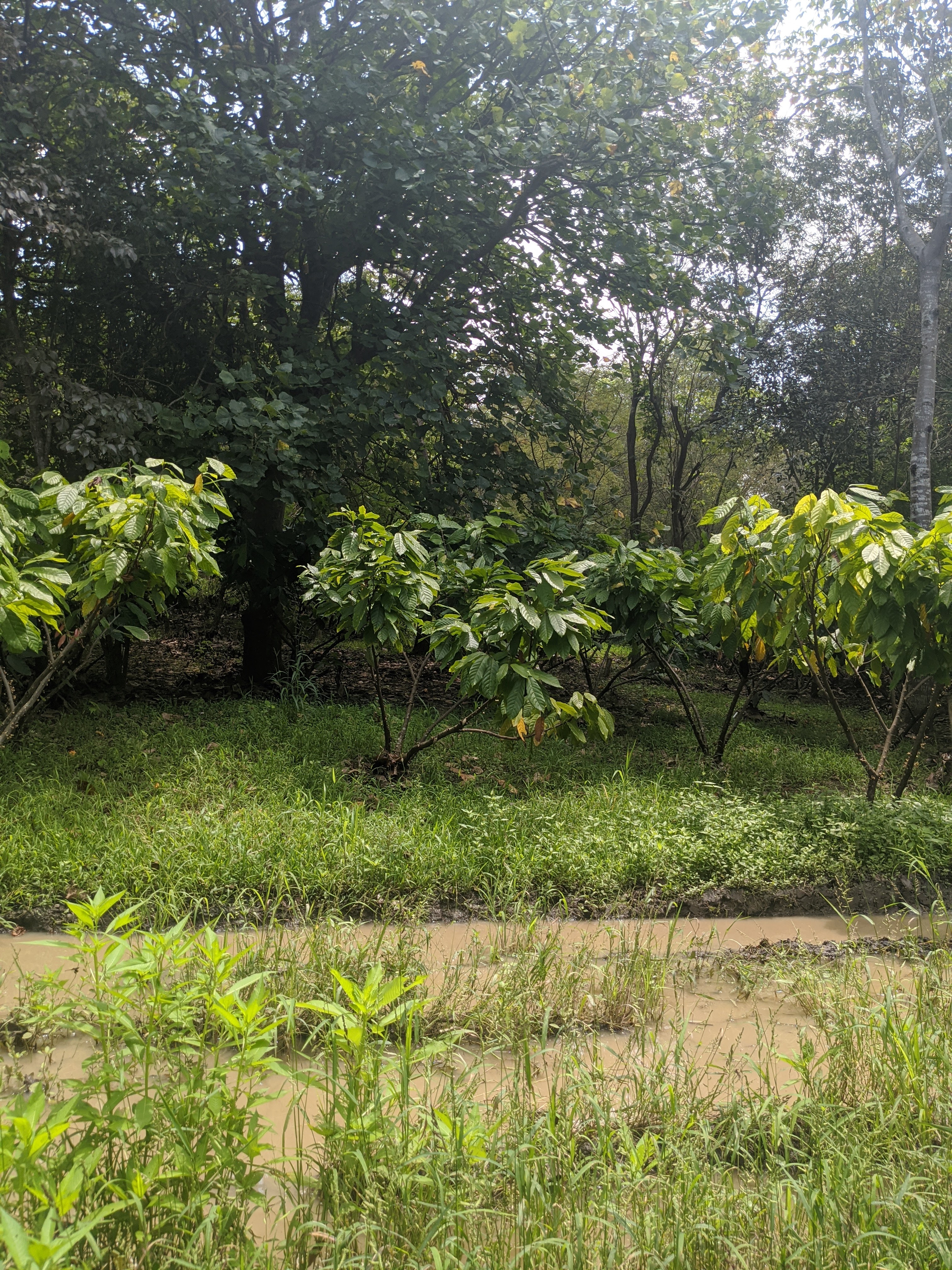 Agroforestry with cacao