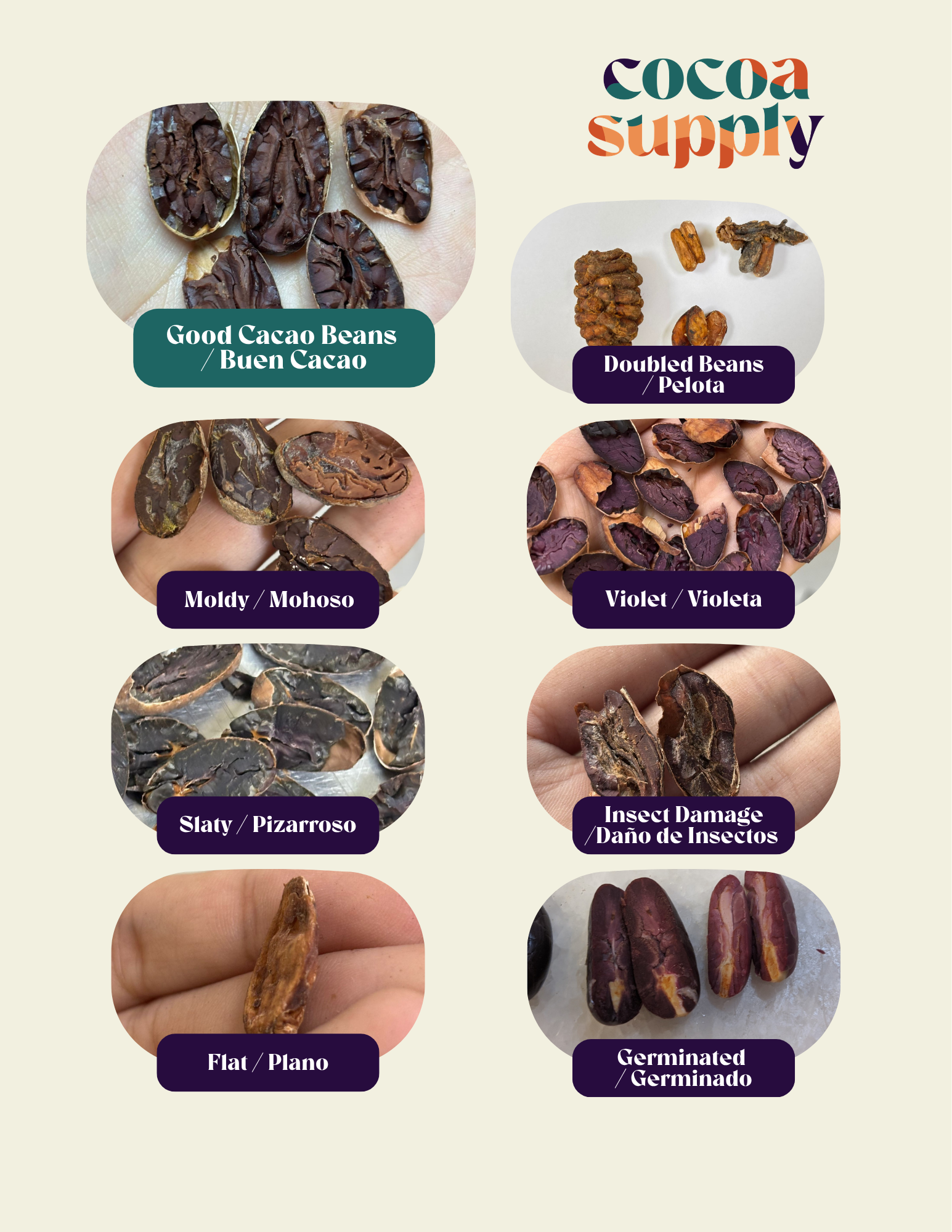 Cocoa beans cut in half to see the quality and defects